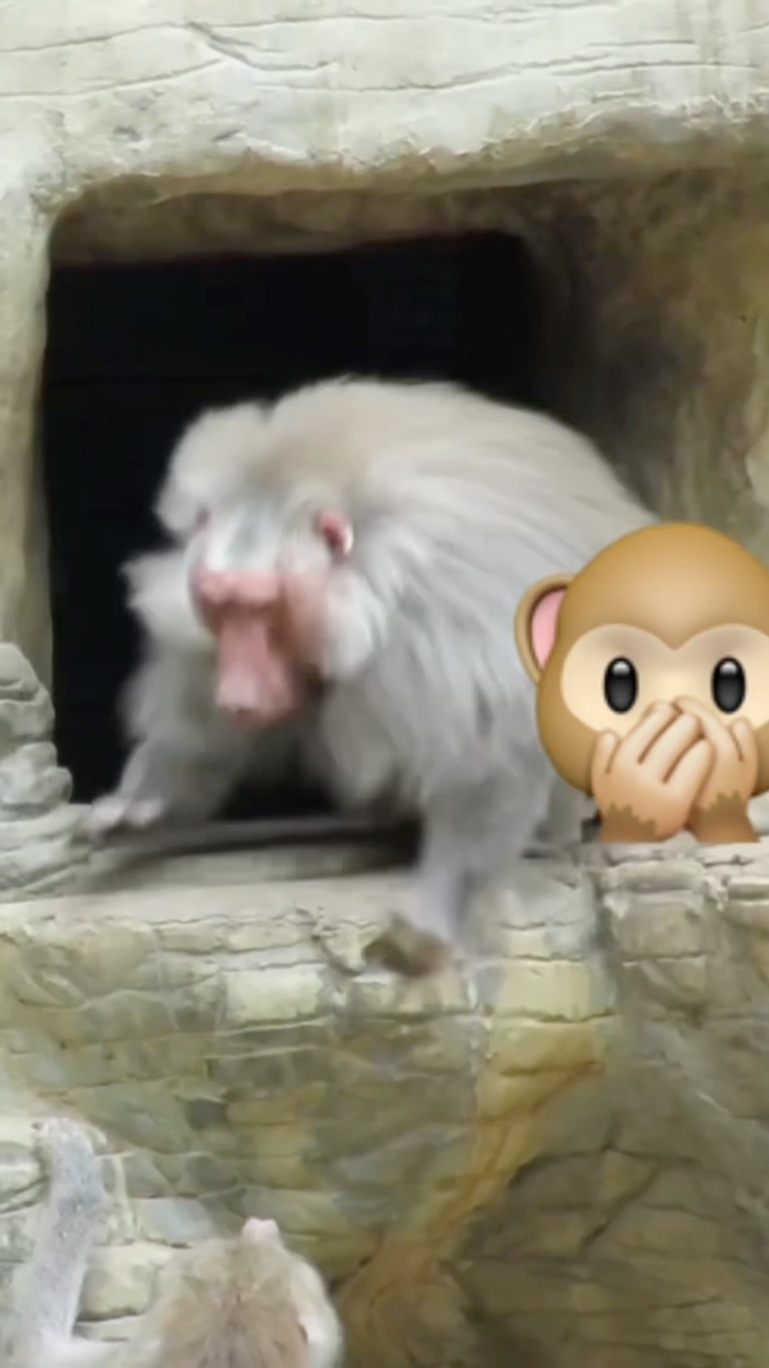Alpha Monkey