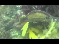 Seadragons in Tasmania