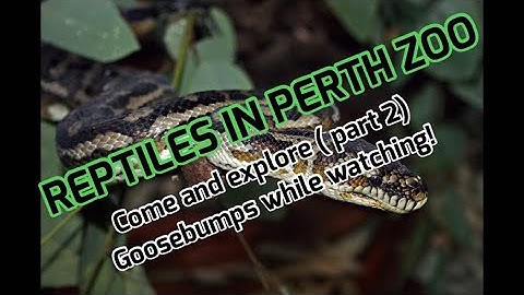 PERTH ZOO REPTILES || SNAKES  ||LIZARDS