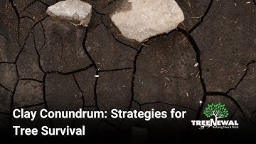Clay Conundrum  Strategies for Tree Survival