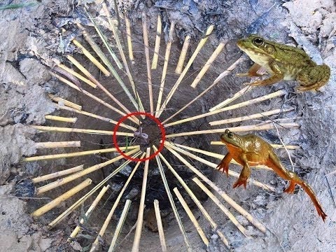 おもしろ動画集 面白 深穴簡単カエルトラップ 35と非常にシンプルなカエルトラップを作るための素晴らしいカエルのトラップ どのように Youtube