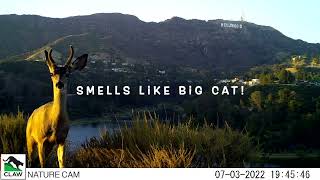 P-22 Summer Cam Visit - Keep LA Wild! by Citizens for Los Angeles Wildlife 260 views 1 year ago 41 seconds