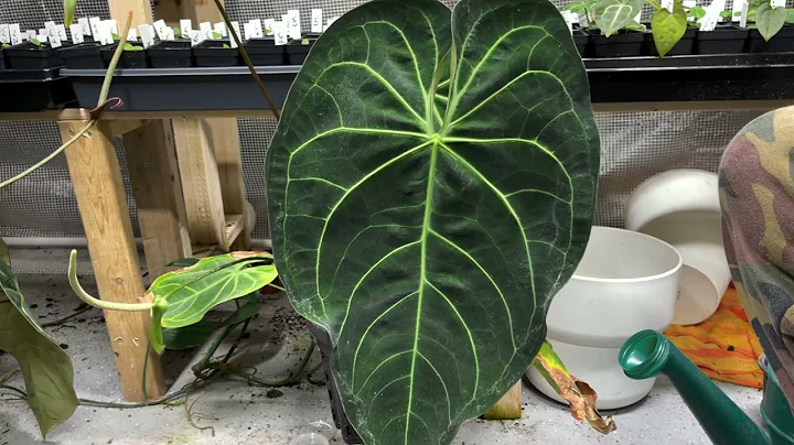 Anthurium pollination and greenhouse updates