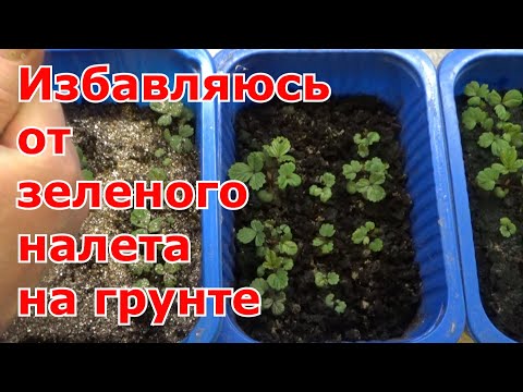 Почему зеленеет земля в емкостях с рассадой и как с этим бороться. Главное не паниковать!