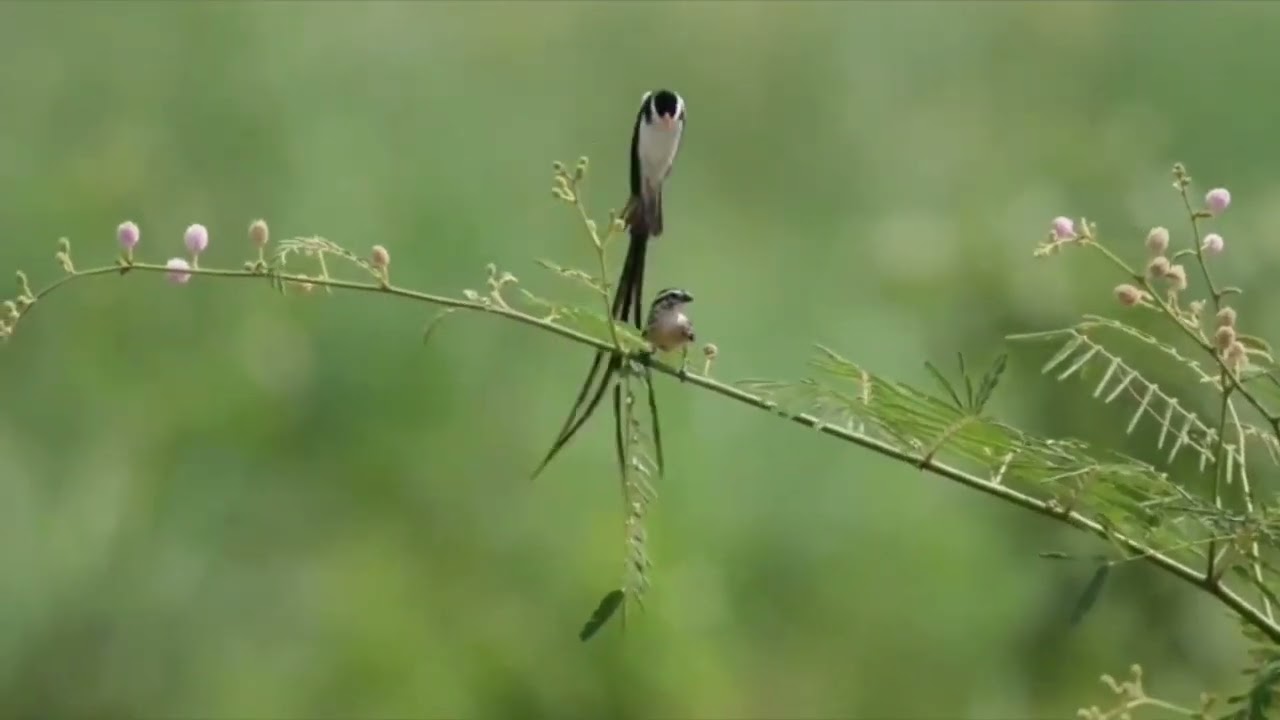 Pin tailed whydah ( vidua macroura )