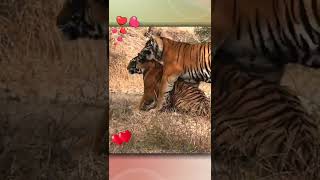Tiger Mating | बाघ का संभोग | Tiger Mating Seasons