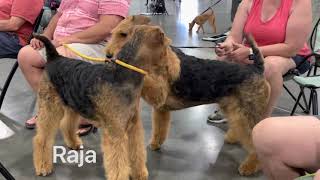 Airedale Terrier Sparring in Real Life by Sheila Tay Radcliffe 5,792 views 2 years ago 2 minutes, 15 seconds