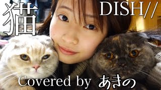 猫 ／ DISH// Covered by あきの 【歌ってみた】