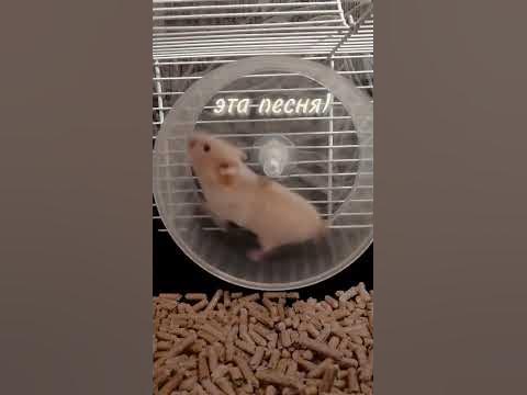 АОАОА НЕСКВИК,ЭСТЭТИК ГИРЛС😍👽 - YouTube