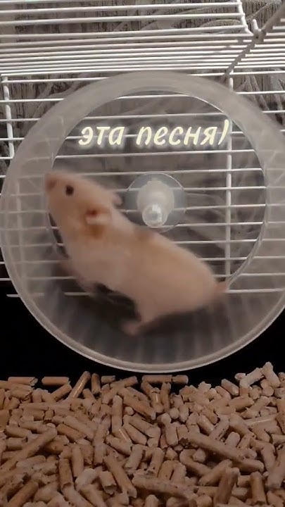 АОАОА НЕСКВИК,ЭСТЭТИК ГИРЛС😍👽 - YouTube