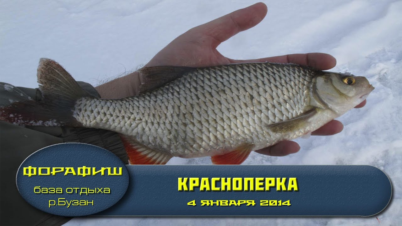 Белуга реальная рыбалка волга