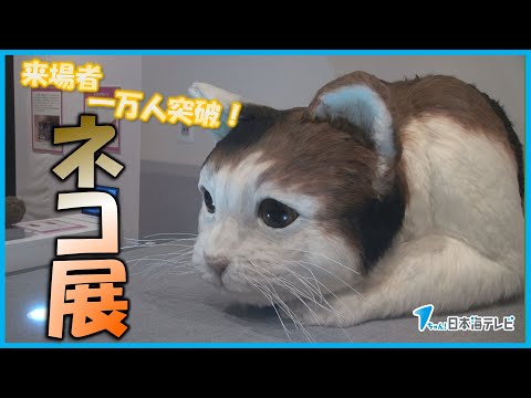 【日本初公開のはく製も展示】企画展「ネコ」が来場者1万人を突破　記念セレモニーではぬいぐるみなど記念品を贈呈　鳥取県鳥取市
