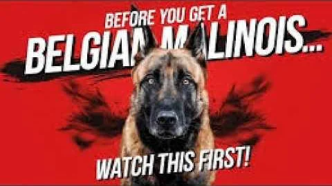 Thinking of Getting a Belgian Malinois? Watch This First!