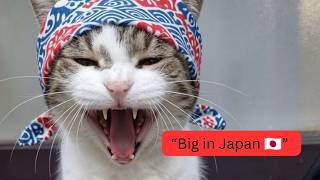 Larry, The Downing Street Cat - I'm big in Japan 🇯🇵