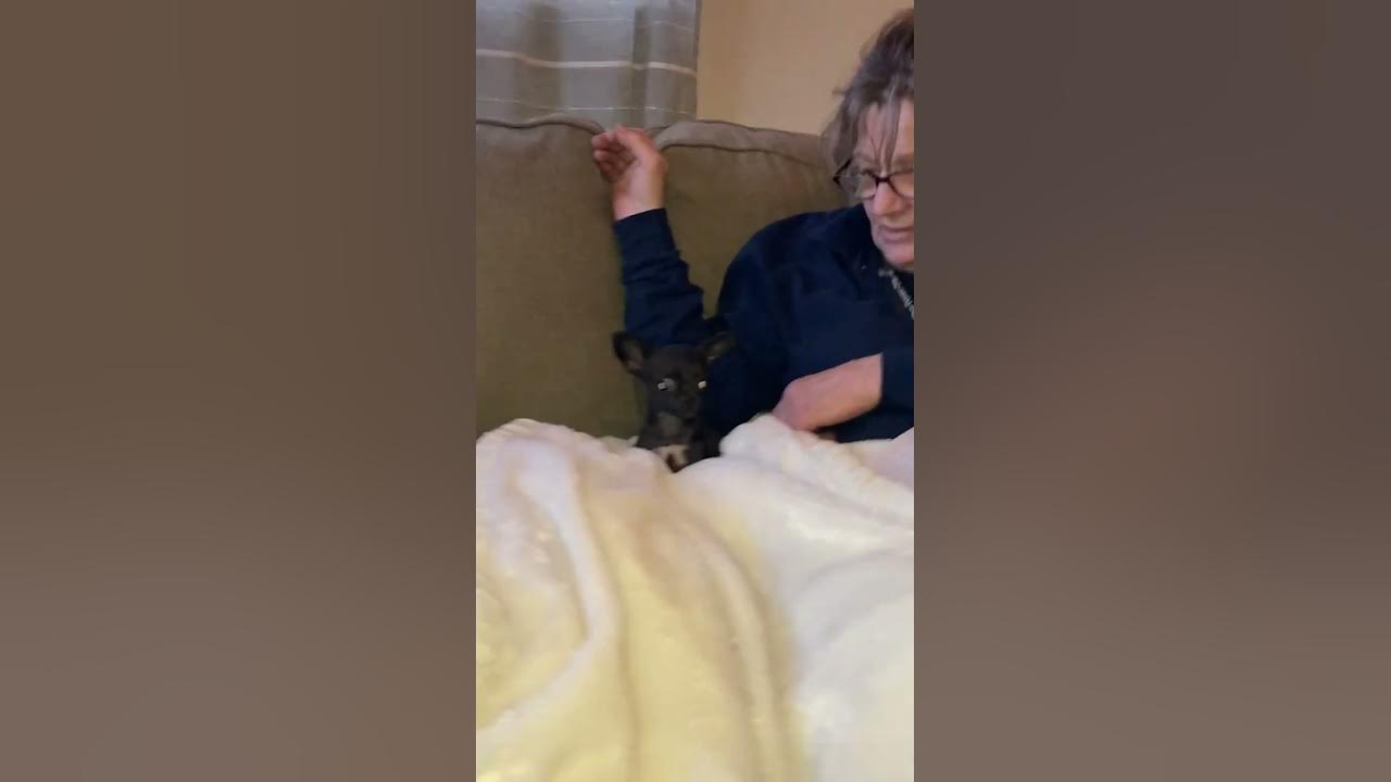 Another day chilling with bean YouTube