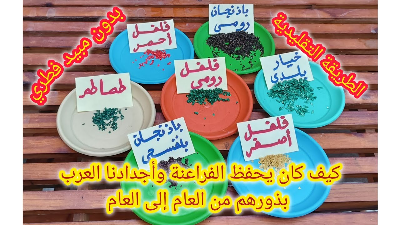 سلسلة استخراج بذور الخضروات ح ٣ ( بذور الفلفل والطماطم )