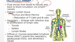 Chapter 11 Video   Disorders of Leukocytes