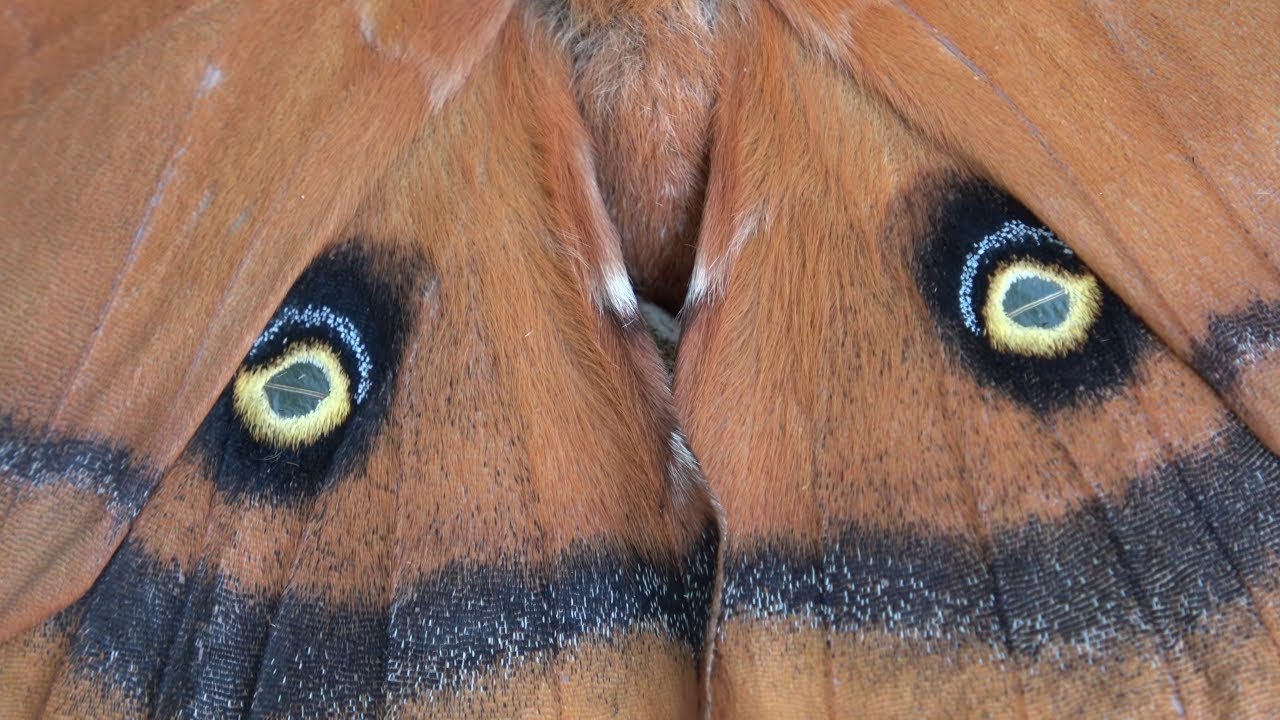 Rare species: 4K Closeup / Antheraea montezuma (Montezuma emperor), Saturniidae