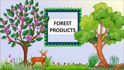 Science: CBSE: Class 5: Forests products