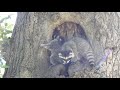 Mother Raccoon And Her Babies