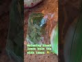 #lemonbalm #tea #fresh %farm #relax #easyrecipe