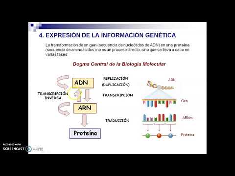 Dogma Central de la Biología Molecular. Código genético. 4º ESO.