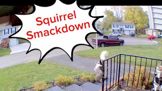 Our Neighborhood Albino Squirrel