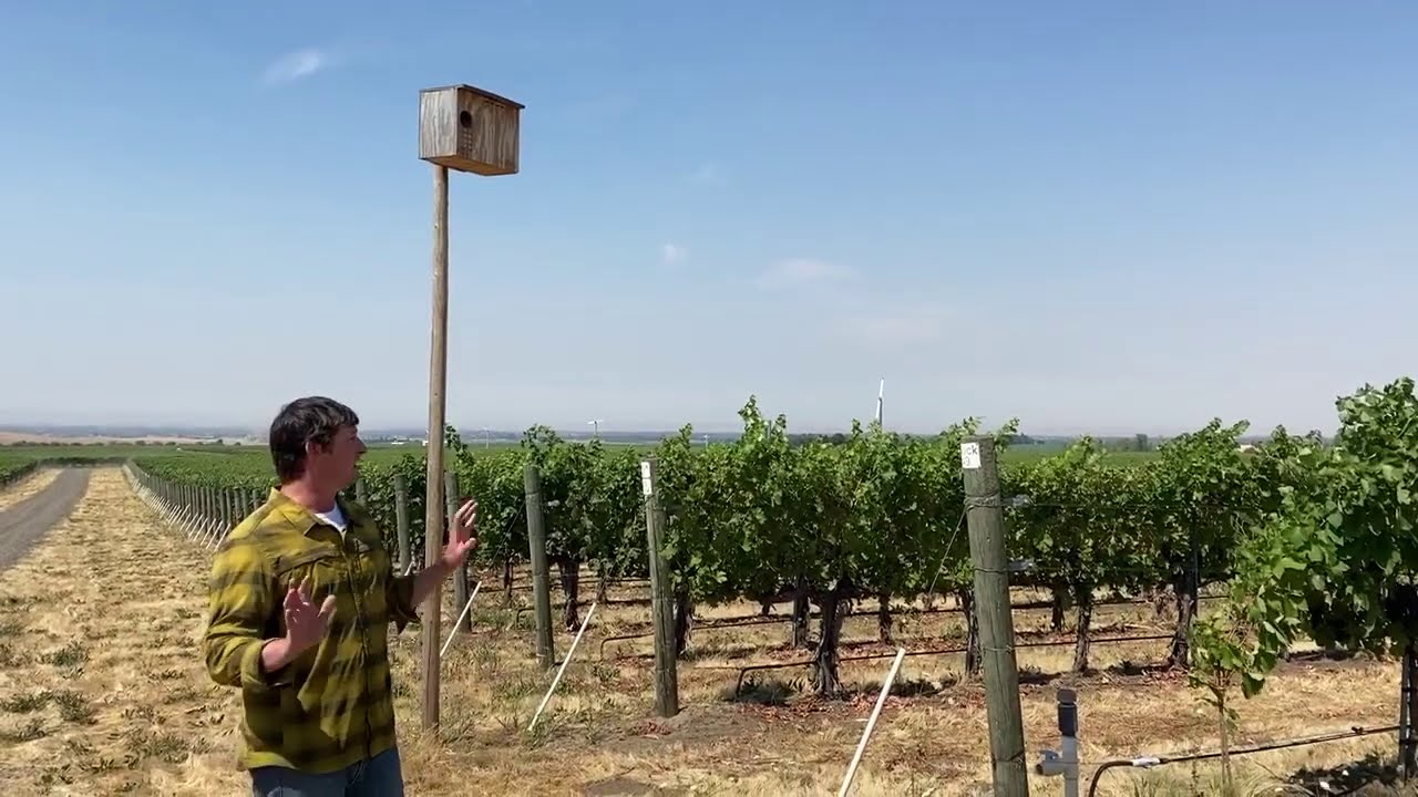 Vineyard Education Series - S1E2.1: Les Collines Vineyard