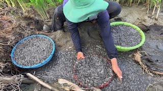 Lập kỹ luật giải cứu 100 vũng cá mắc cạn (tập 292 phần 2 ) 