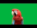 Parrot  green screen  rabytfox green studio