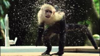 IKEA - Monkeys