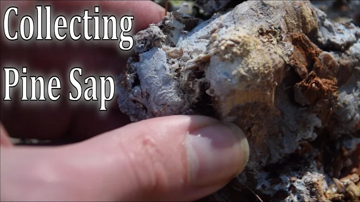 Discover the Easy Way to Find and Collect Pine Sap