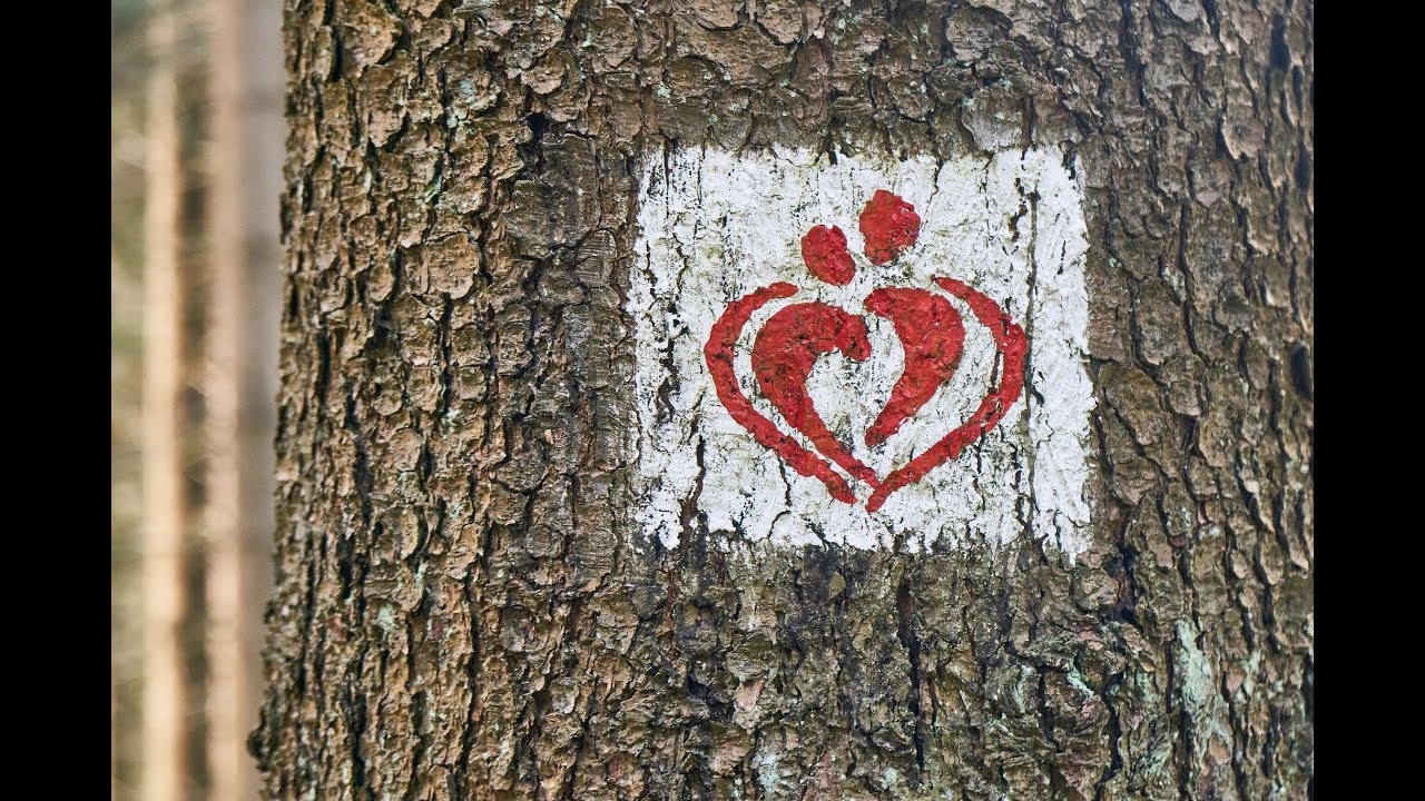 Der Liebesbankweg bei Hahnenklee im Harz