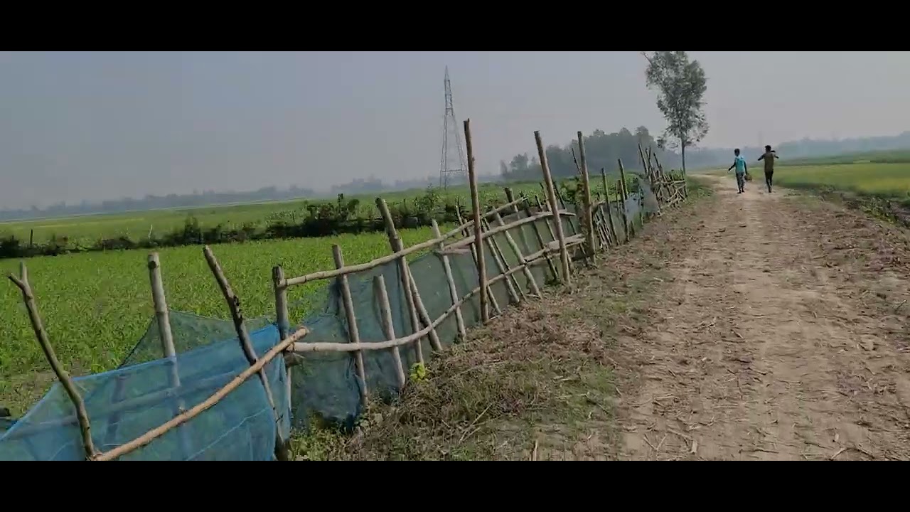 Bangladesh Rofik Rofik ভাই এর লাভ জনক ঘাস চাষ || - YouTube