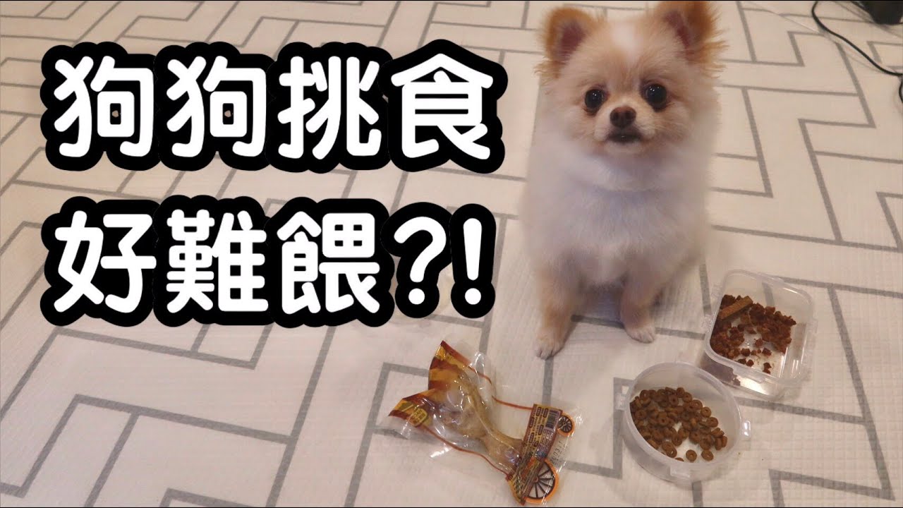 ēēęé£?ę麼辦?How to Get a Picky Dog to Eat - YouTube
