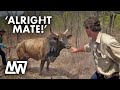 Matt wright catches raging bull  matt wright aka outback wrangler