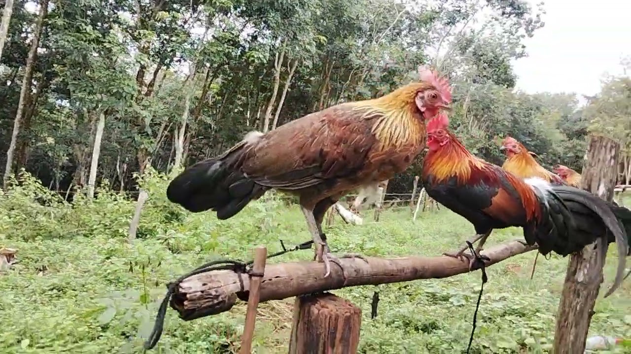 Qaib Dib Qaib Cuab.4 tug qaib nyiam lo nug tau.