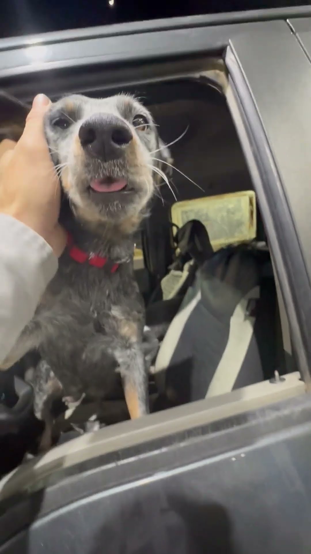 Puppies Steal The Front Seat || ViralHog