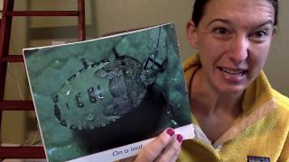Information Where Do Insects Live News