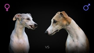 Male vs Female Whippet: What Is The Difference