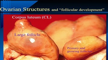 Bruce Carpenter - Cattle Reproduction - Estrus Detection and Sync Lecture