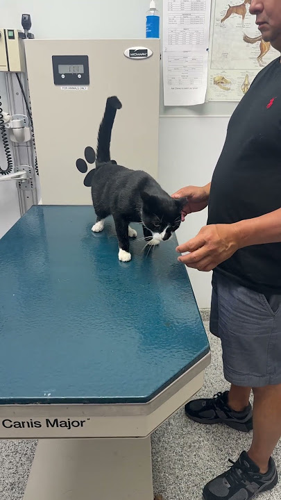 My cat is unstable took him to the vet