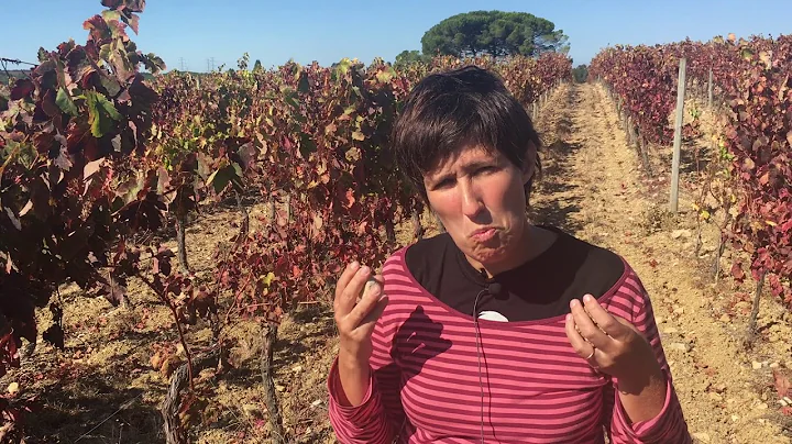 Baga wines & Bairrada terroir with Maria Joao Pato...