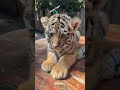Cute wild animals transformation!!