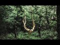 Fort de brocliande   larbre dor  bretagne  forest nature  cinematic drone footage  canon r5