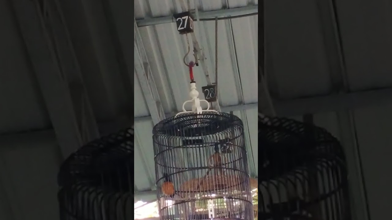 Buang birahi banyu langit.gtgn .bi