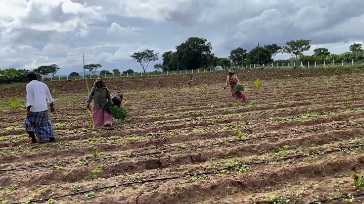 Chilli Plantation at PranavaSimha farms | Subhash Palekar Natural Farming (SPNF) | Coconut Model