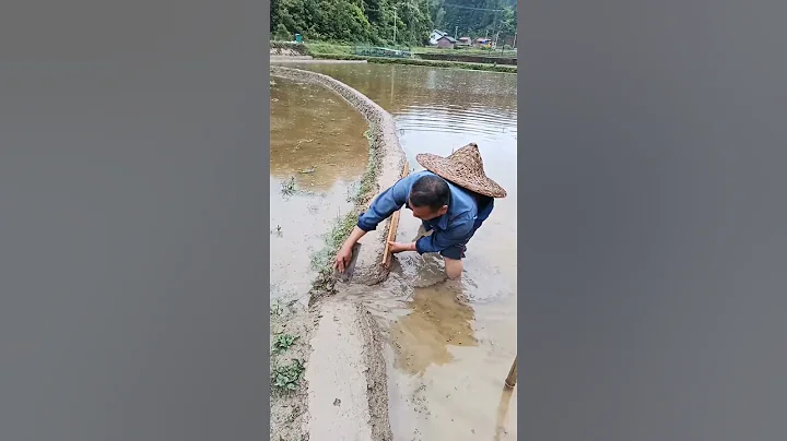 Fixing The Rice Fields Getting Ready For Planting #satisfying #shot - DayDayNews