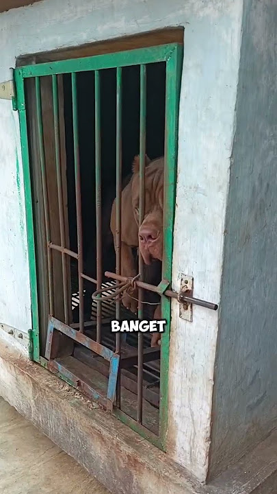 Siapa Yg Mau Lihat Anjing Pitbull? 🐕❤