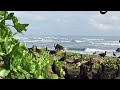Jaguar filmado en playa Tortuguero